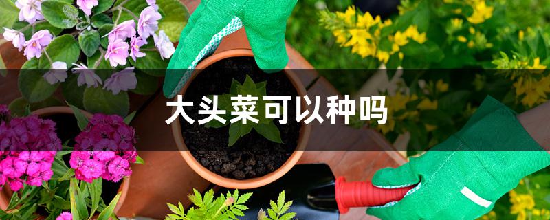 大头菜可以种吗 大头菜可以种吗