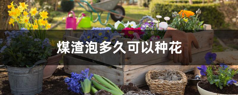 煤渣泡多久可以种花 煤渣泡多久可以种花