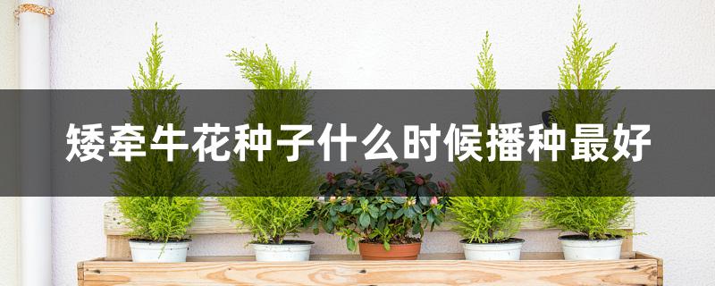 矮牵牛花种子什么时候播种最好 矮牵牛花种子什么时候播种最好