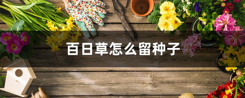 百日草怎么留种子 百日草怎么留种子
