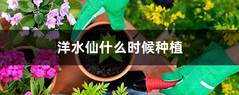 洋水仙什么时候种植 洋水仙什么时候种植