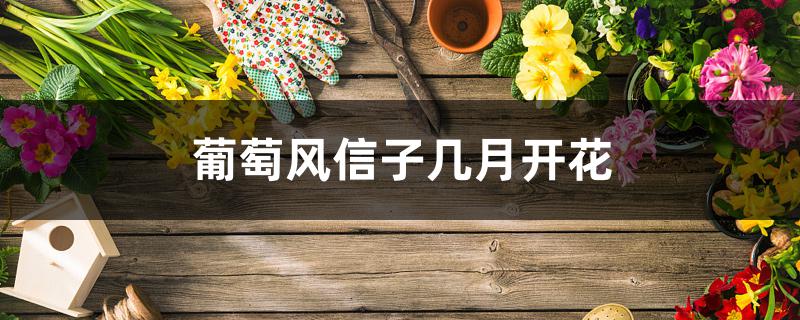 葡萄风信子几月开花 葡萄风信子几月开花
