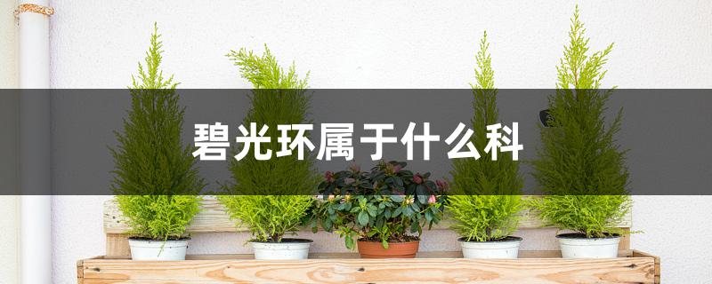 碧光环属于什么科 碧光环属于什么科