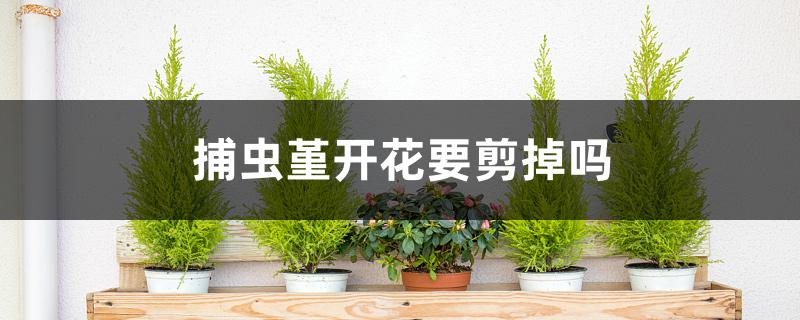 捕虫堇开花要剪掉吗 捕虫堇开花要剪掉吗