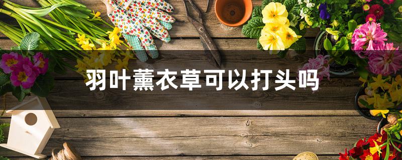 羽叶薰衣草可以打头吗 羽叶薰衣草可以打头吗