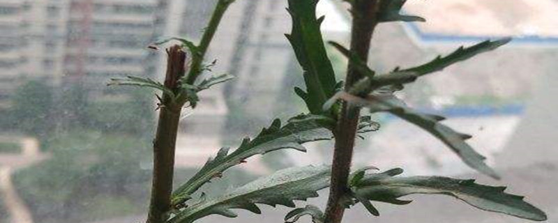 白晶菊种植方法 白晶菊种植方法