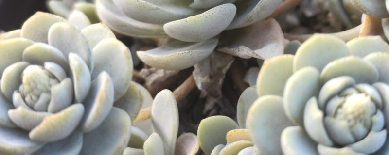 子持莲华开花了怎么办 子持莲华开花了怎么办