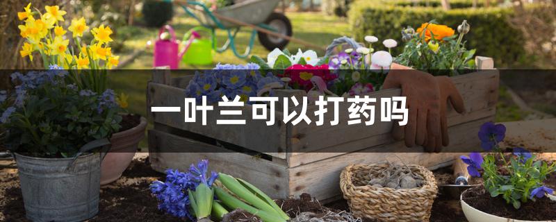 一叶兰可以打药吗 一叶兰可以打药吗