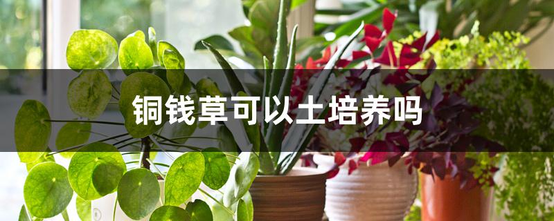 铜钱草可以土培养吗 铜钱草可以土培养吗