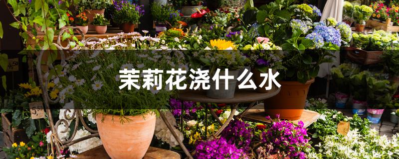 茉莉花浇什么水 茉莉花浇什么水