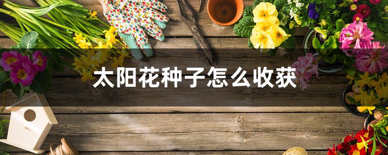 太阳花种子怎么收获 太阳花种子怎么收获