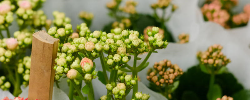 长寿花长得细高怎么办 长寿花长得细高怎么办