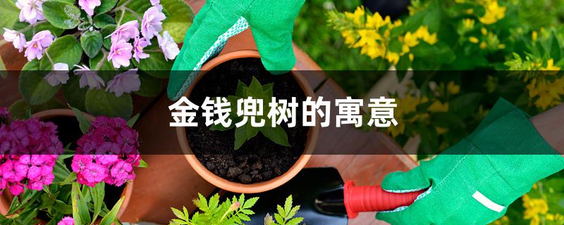 金钱兜树的寓意 金钱兜树的寓意