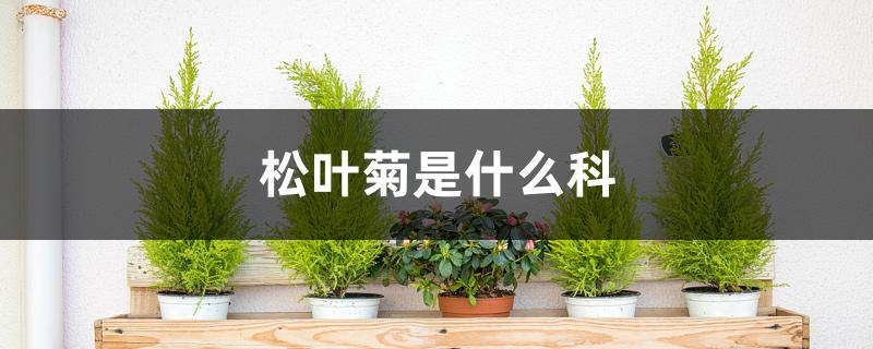 松叶菊是什么科 松叶菊是什么科