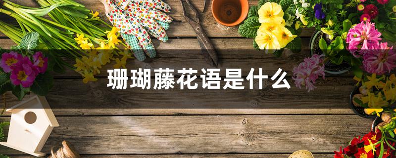 珊瑚藤花语是什么 珊瑚藤花语是什么