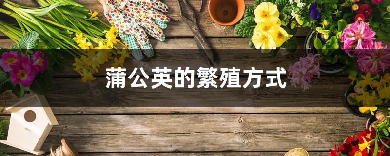 蒲公英的繁殖方式 蒲公英的繁殖方式