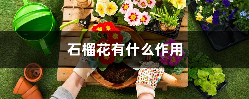 石榴花有什么作用 石榴花有什么作用