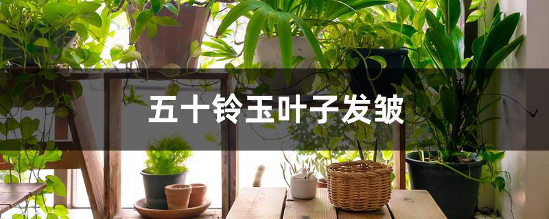 五十铃玉叶子发皱 五十铃玉叶子发皱