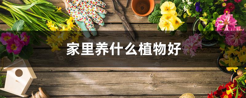 家里养什么植物好 家里养什么植物好