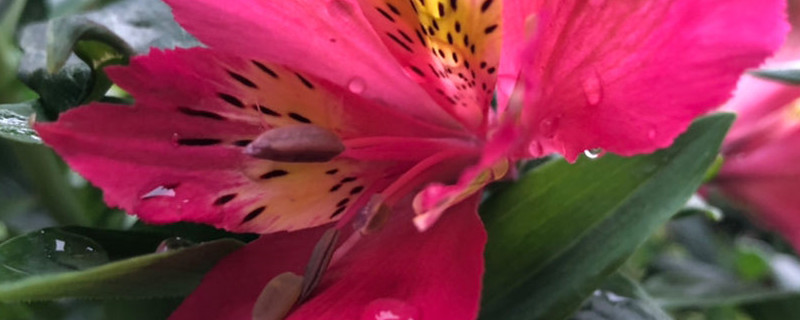 六出花的花语和寓意 六出花的花语和寓意