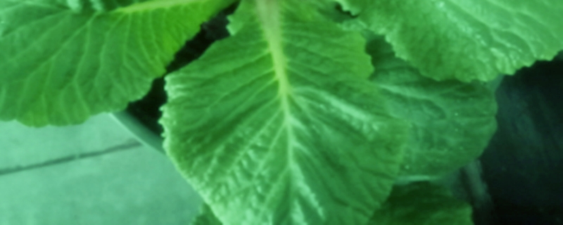 虎颜花的养殖方法 虎颜花的养殖方法