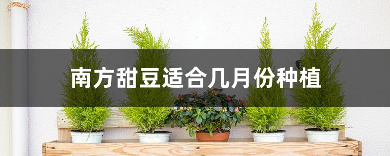 南方甜豆适合几月份种植 南方甜豆适合几月份种植