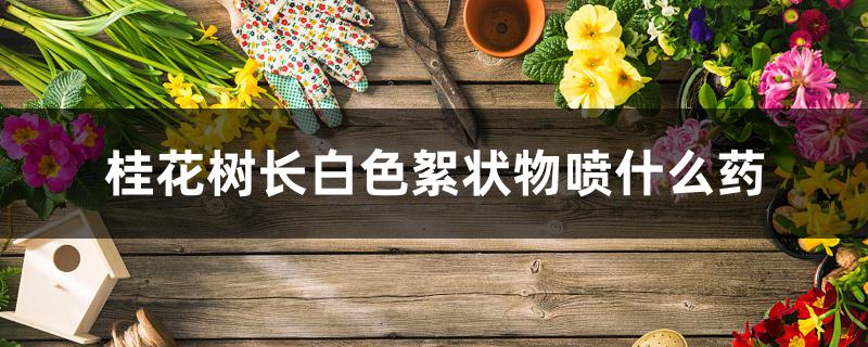 桂花树长白色絮状物喷什么药 桂花树长白色絮状物喷什么药