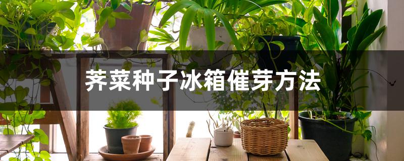 荠菜种子冰箱催芽方法 荠菜种子冰箱催芽方法