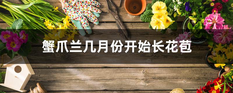 蟹爪兰几月份开始长花苞 蟹爪兰几月份开始长花苞