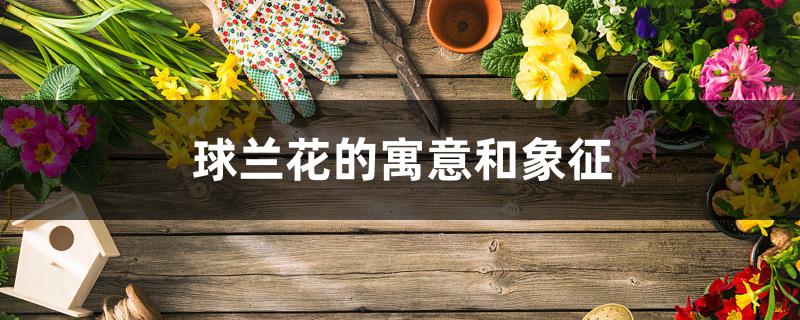 球兰花的寓意和象征 球兰花的寓意和象征