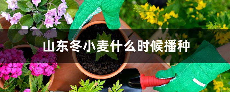 山东冬小麦什么时候播种 山东冬小麦什么时候播种
