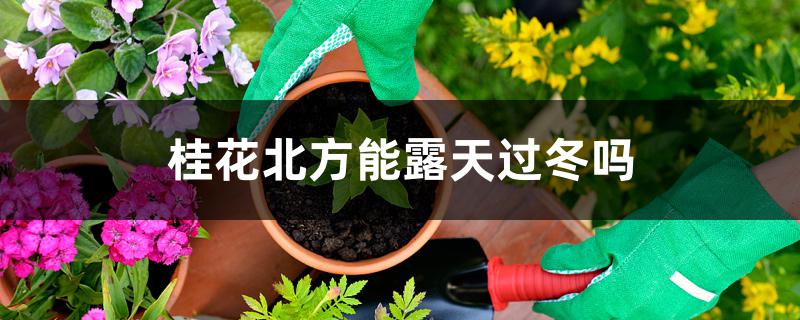 桂花北方能露天过冬吗 桂花北方能露天过冬吗