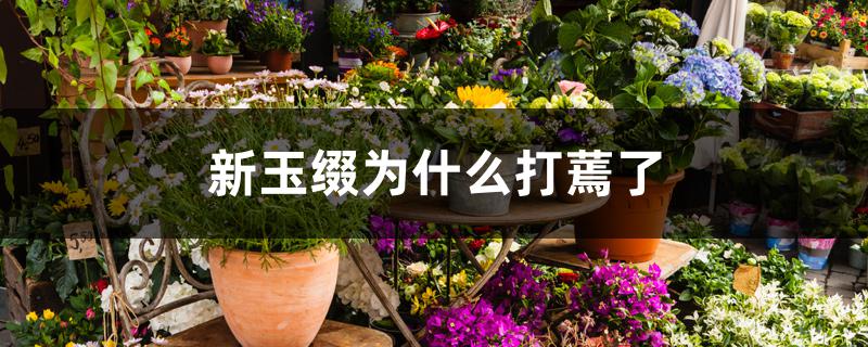 新玉缀为什么打蔫了 新玉缀为什么打蔫了