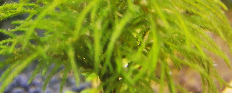 万年藓怎么养 万年藓怎么养