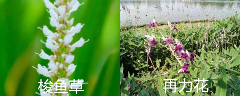 梭鱼草和再力花的区别,是不是水生植物 梭鱼草和再力花的区别,是不是水生植物