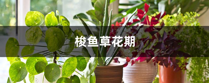梭鱼草花期 梭鱼草花期