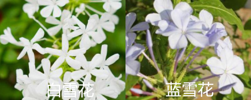 白雪花和蓝雪花的区别,怎么养护 白雪花和蓝雪花的区别,怎么养护