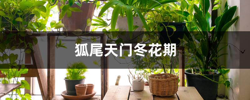 狐尾天门冬花期 狐尾天门冬花期