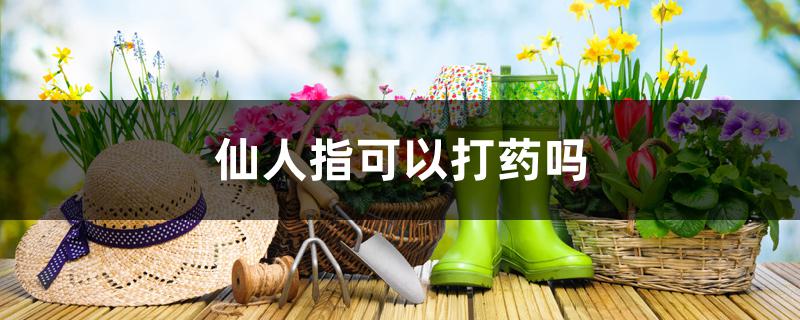 仙人指可以打药吗 仙人指可以打药吗
