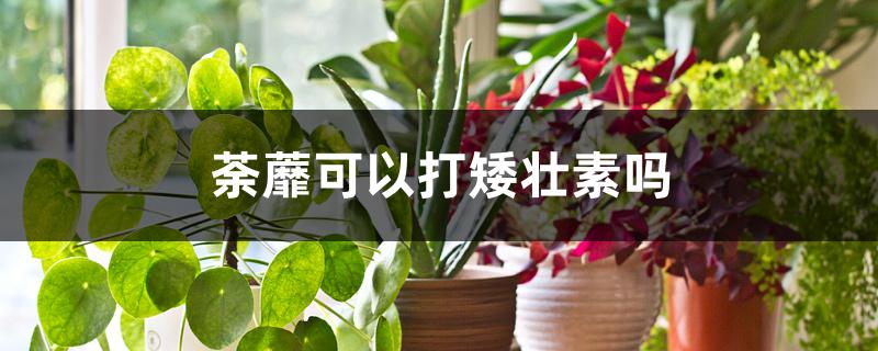荼蘼可以打矮壮素吗 荼蘼可以打矮壮素吗