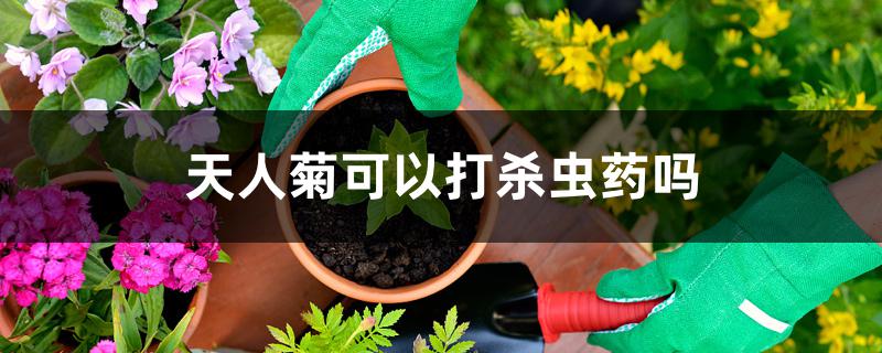 天人菊可以打杀虫药吗 天人菊可以打杀虫药吗