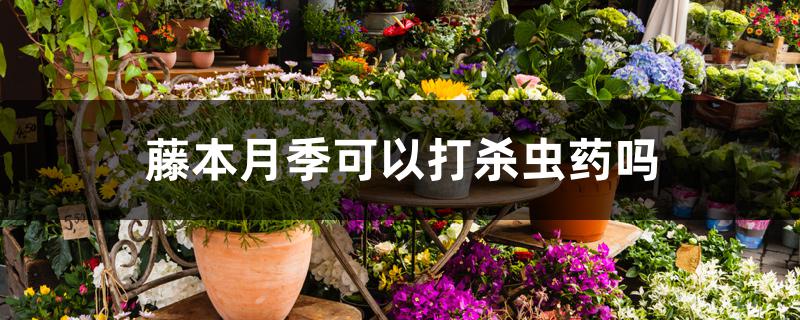 藤本月季可以打杀虫药吗 藤本月季可以打杀虫药吗