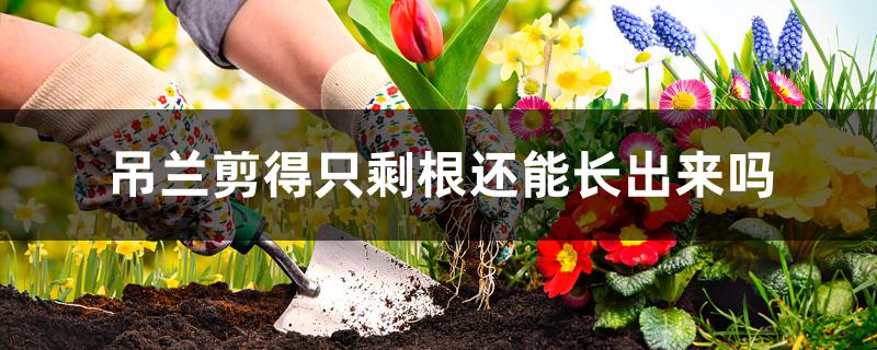 吊兰剪得只剩根还能长出来吗 吊兰剪得只剩根还能长出来吗