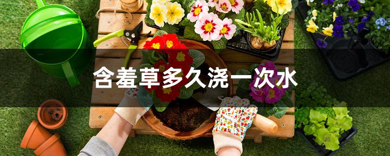 含羞草多久浇一次水 含羞草多久浇一次水