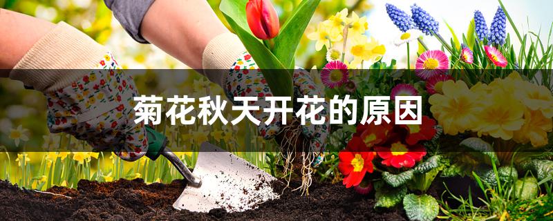 菊花秋天开花的原因 菊花秋天开花的原因