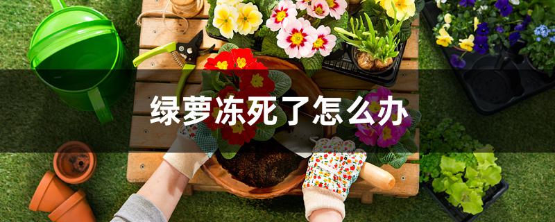 绿萝冻死了怎么办 绿萝冻死了怎么办