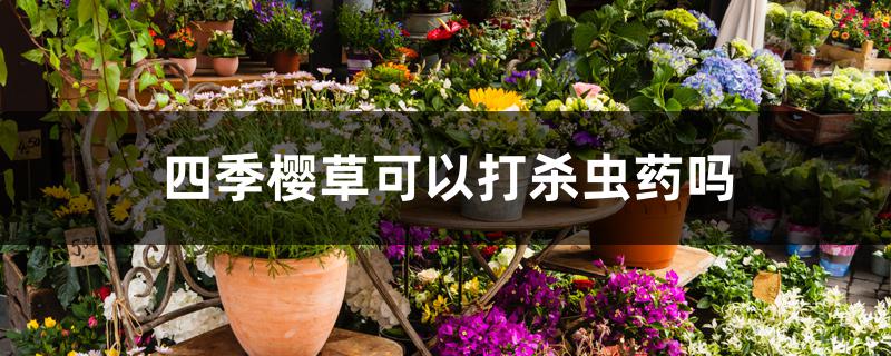 四季樱草可以打杀虫药吗 四季樱草可以打杀虫药吗