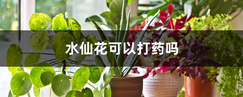 水仙花可以打药吗 水仙花可以打药吗