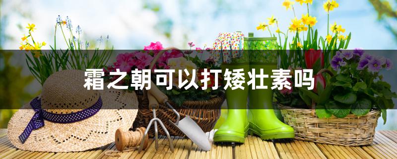 霜之朝可以打矮壮素吗 霜之朝可以打矮壮素吗