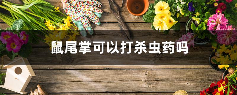 鼠尾掌可以打杀虫药吗 鼠尾掌可以打杀虫药吗
